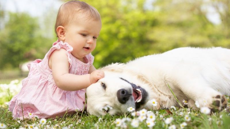 Machen Hunde das Leben zufriedener?