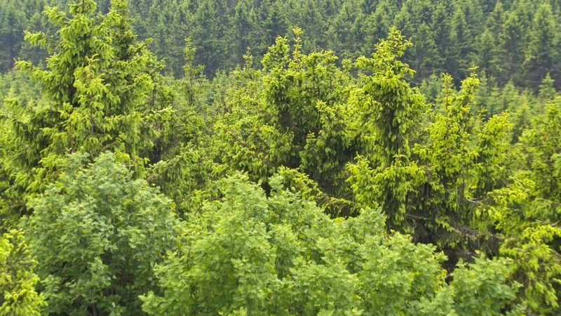 Der Wald